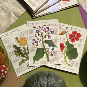 Ensemble de cartes postales fleurs comestibles | Carte d'informations botaniques | postale en papier recyclé | Mini impression d'art | Étude botanique des fleurs comestibles