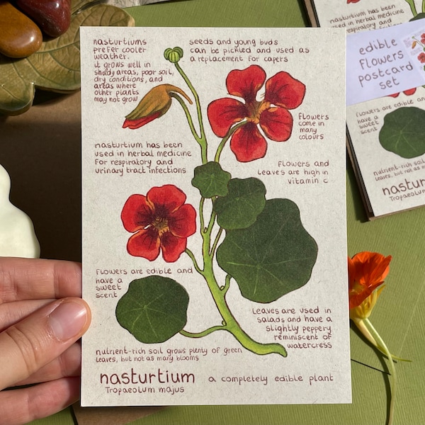 Carte Capucine | Carte d'information botanique | Carte postale en papier recyclé | Mini-impression d’art | Étude botanique de Tropaeolum majus
