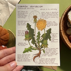 Carta di dente di leone / Scheda informativa botanica / Cartolina di carta riciclata / Mini stampa artistica / Studio botanico di Taraxacum officinale