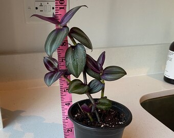 Vibrant Purple Wandering Jew Plant - Tradescantia Zebrina, Live Indoor Trailing Hanging Plant, Easy Care Houseplant