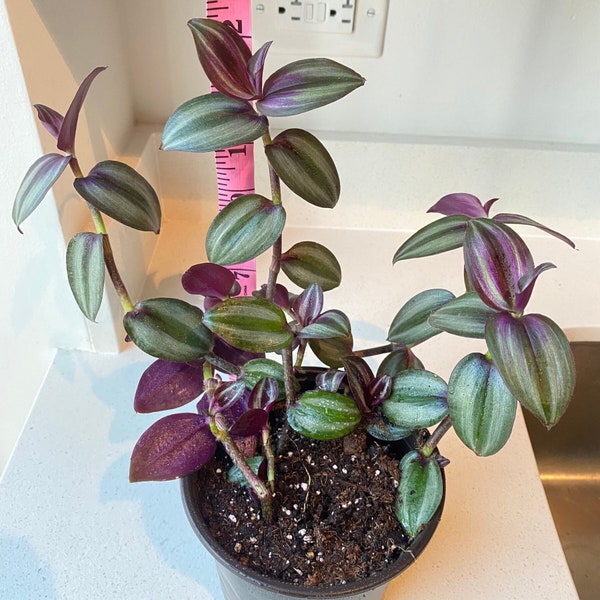 Larger Vibrant Purple Wandering Jew Plant - Tradescantia Zebrina, Live Indoor Trailing Hanging Plant, Easy Care Houseplant