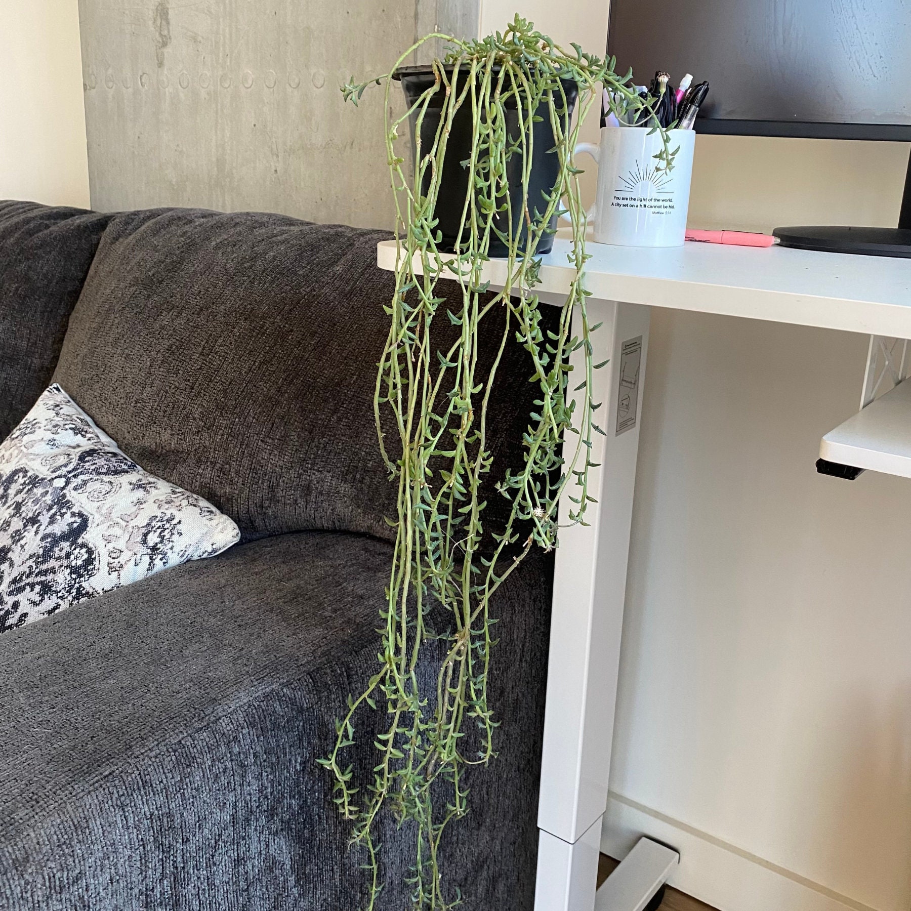 4 FT Long Trailing String of Dolphins Plant Senecio Peregrinus, Rare ...