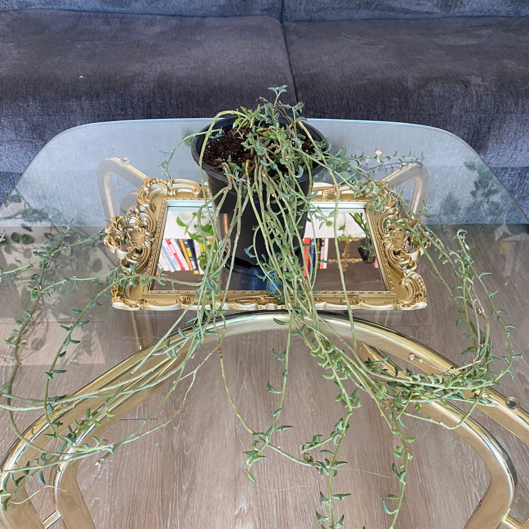 4 FT Long Trailing String of Dolphins Plant Senecio Peregrinus, Rare ...