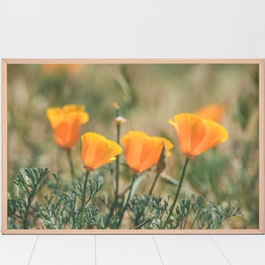 California Poppies Photo, Flower Wall Art, Fields of Flowers, Orange Flowers, Home Decor, Girl&#39;s Room Decor, Lindsey Foard Photography