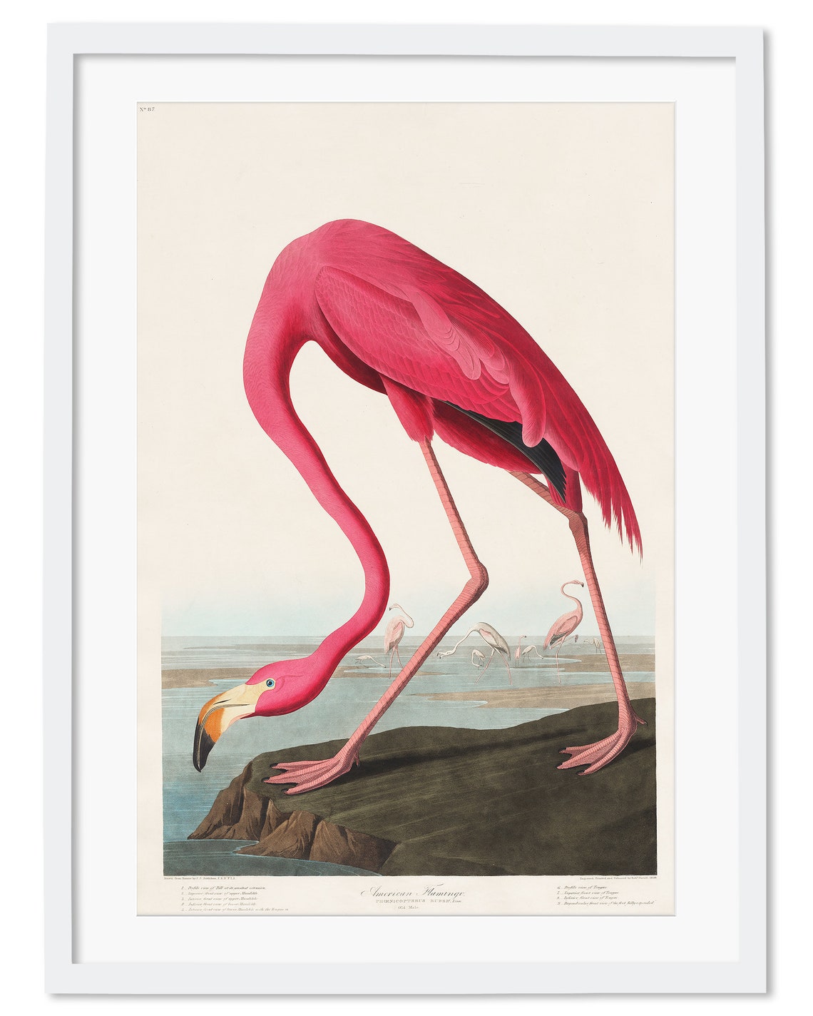 Flamingo Art Print Vintage Decor Flamingo Wall Art Pink Etsy UK