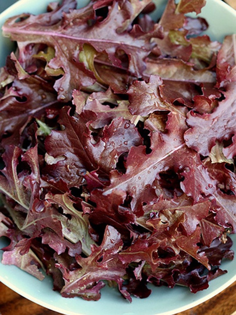 Салат гранатовый сад. Багровый салат. Салат с красными листьями. Багровый салат. Багровый салат.