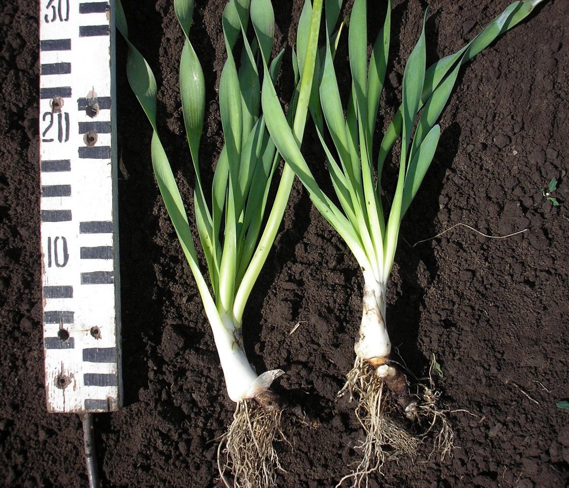 Russian Organic Green Onion Seeds Wide leaf Heirloom non Etsy