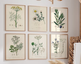 BINCUE 6 Quadri Su Tela Botanici Neutri - Stampe Floreali Rustiche Per Parete 30x40 Cm - Soggiorno E Camera