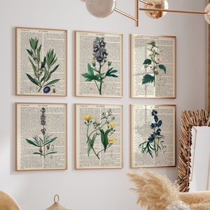 Conjunto de 6 impresiones botánicas, conjunto de 6 impresiones vintage, conjunto de 6 impresiones de helechos botánicos, arte moderno de la pared de flores, impresión de regalo, impresión de decoración del hogar