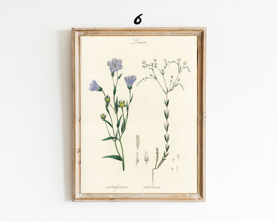 Set of 6 Botanical Print, Set of 6 Vintage Prints, Set of 6