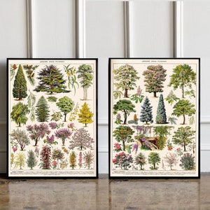 Set of 2 Vintage Tree Botanical Print, Millot Poster, Vintage Tree Botanical Poster, Vintage Wall Decor, Gift Idea, Garden Print