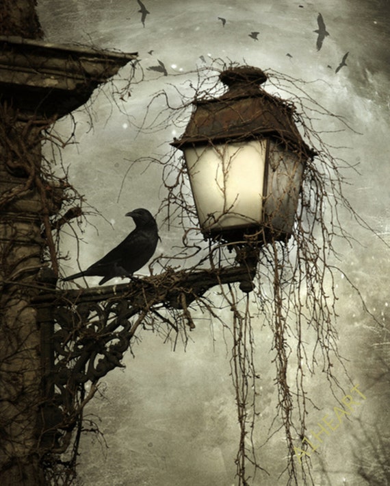 Light crow on sale