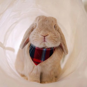 Bandanas for small pets (rabbits) | SMALL AND LARGE