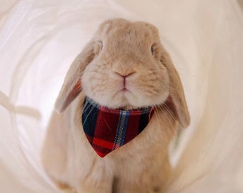 Bandanas for small pets (rabbits) | SMALL AND LARGE