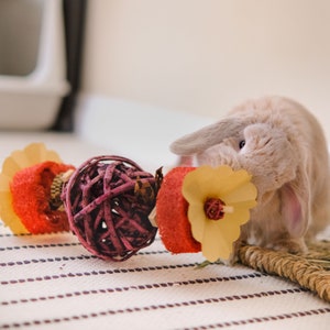 Time to Hit the Gym! | For Bunnies, Hamsters, Guinea Pigs