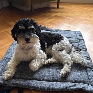 Lightweight Roll Up Dog Travel Mat, Padded Settle Bed, Cotton Canvas Non Slip Base, Indoor and Outdoor Dog Bed