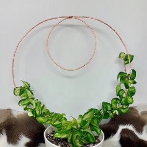 Hand Hammered & Wire Wrapped Copper Hoya Plant Double Loop Trellis Houseplant