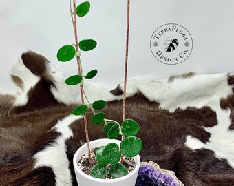 Handmade Hammered Copper Houseplant, Hoya Trellis, Indoor Plants, Small Trellis, Copper Trellis
