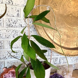 Large Hammered Copper Houseplant Hoya Trellis Indoor Plants