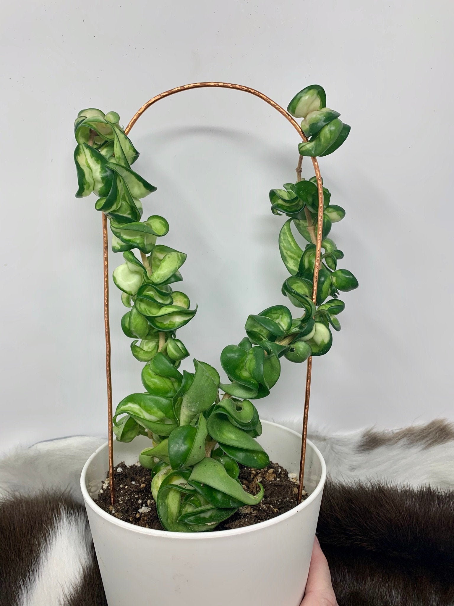 Hoya Care Indoors Rare Hoya Polyneura Live Plant In 4-inch