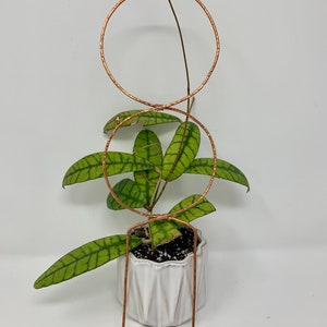 May include: A small potted plant with green leaves and a copper plant trellis. The trellis has two hammered copper rings and vertical supports. The white ceramic pot has a textured, geometric design.