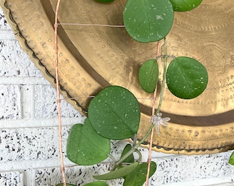 Large Hammered Copper Houseplant Hoya Tension Trellis Indoor Plants