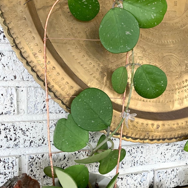 Large Hammered Copper Houseplant Hoya Tension Trellis Indoor Plants