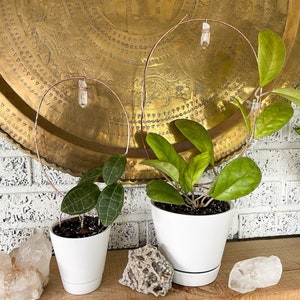 May include: Two houseplants in white pots with clear crystal hanging from copper wire hoops. The plants are on a wooden surface with a gold decorative tray and white crystals.