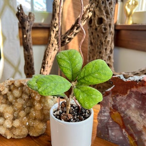 Hammer Copper Trellis, Hoya Trellis, Indoor Plant Trellis - Group of 3 - 2 Size Choices