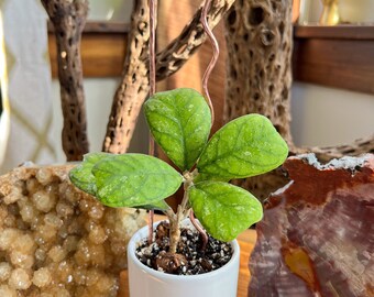 Hammer Copper Trellis, Hoya Trellis, Indoor Plant Trellis - Group of 3 - 2 Size Choices