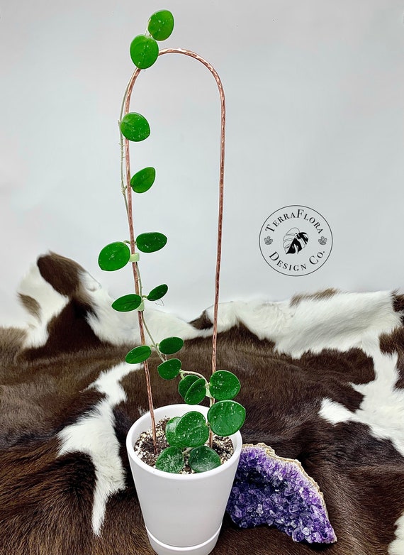 saatgut sprossen Bio-Sprossen Samen-Set Würzig-Scharf kaufen