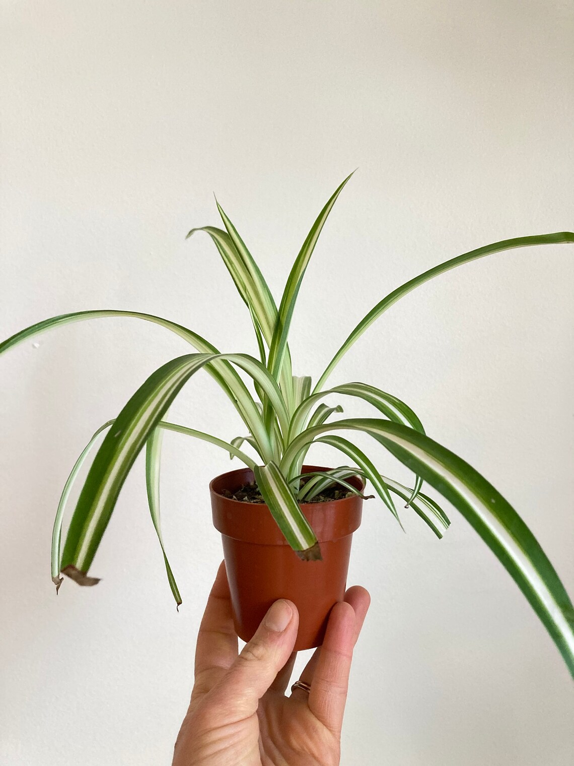 Baby variegated spider plant in 3 grow pot Etsy