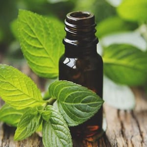 Peppermint Essential Oil, 100% Pure Natural Therapeutic Grade For Skin , Soap, Body Butter, Candle Bulk Wholesale image 5