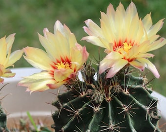 May include: Three yellow cactus flowers with red centers bloom on a green cactus plant in a white pot.