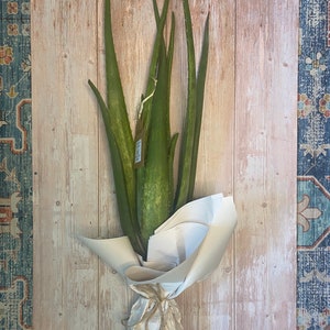 12-14” SMALL LIVE Aloe Vera -  (Aloe barbadensis) ~ -  Organic