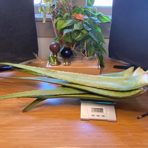 FRESH CUT Aloe vera (Aloe barbadensis) Organic