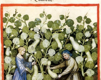 May include: A medieval illustration showing two people harvesting gourds. The people are wearing blue and brown clothing. The gourds are green and white and are growing on vines. The illustration is titled "Cucurbue."