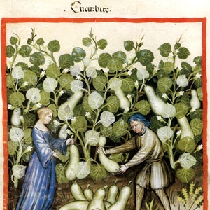 Squash Medieval Print, Tacuinum Sanitatis, vintage medical text, health guide, herbalism art gift, almanac, naturopath, botany, garden