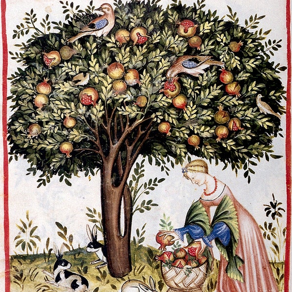 Pomegranate Tree Medieval Print, Tacuinum Sanitatis, vintage medical text, health guide, fruit art gift, almanac, botany, garden, naturopath