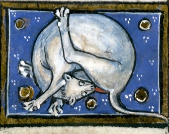 May include: A medieval illustration of a white dog curled up on a blue background with gold stars. The dog's tail is curled around its body and its head is tucked under its paw.
