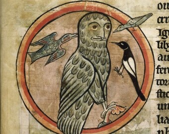 Derp Owl Medieval Owl Print