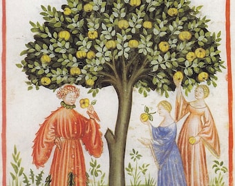 May include: A medieval illustration showing a quince tree with yellow fruit. Two people, one in red and one in blue, are picking fruit from the tree. The text "Cuonuu." is written at the top of the image.
