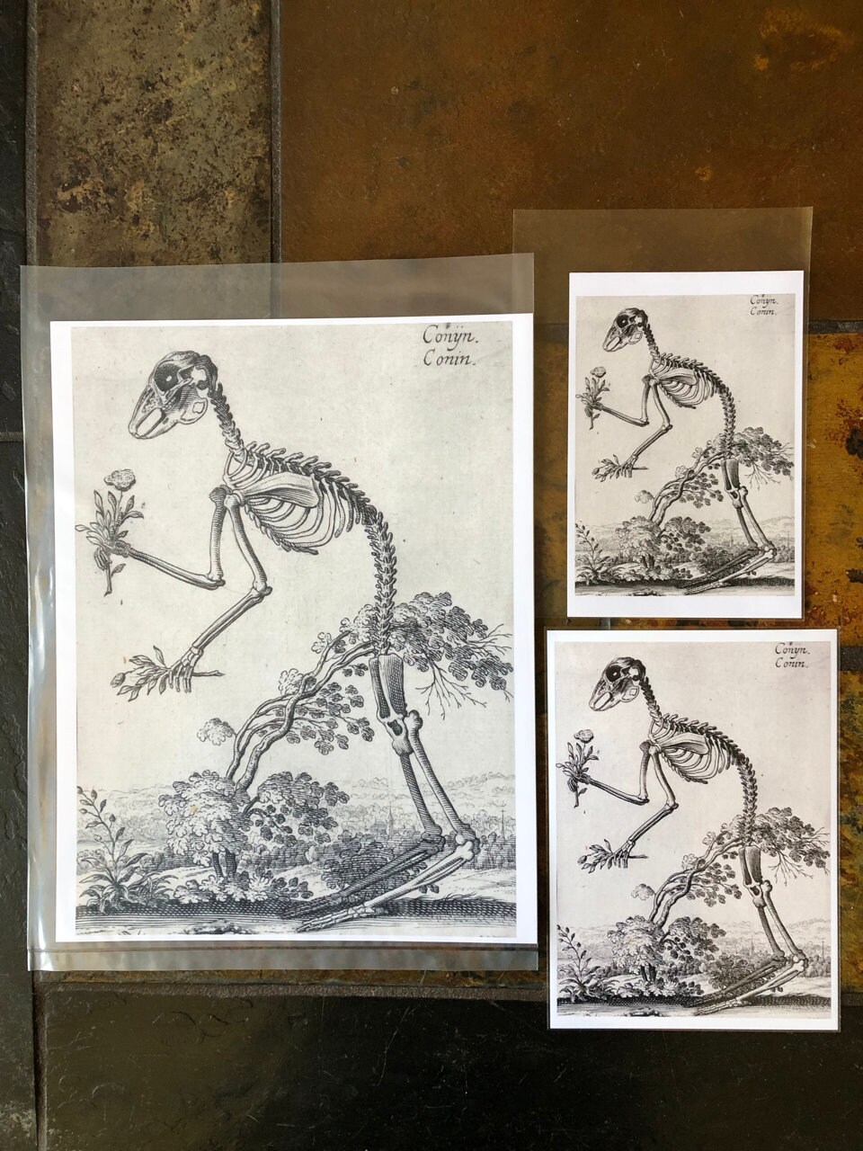 Rabbit Skeleton Renaissance Print, Bestiary, Zoology, Hendrik Hondius ...
