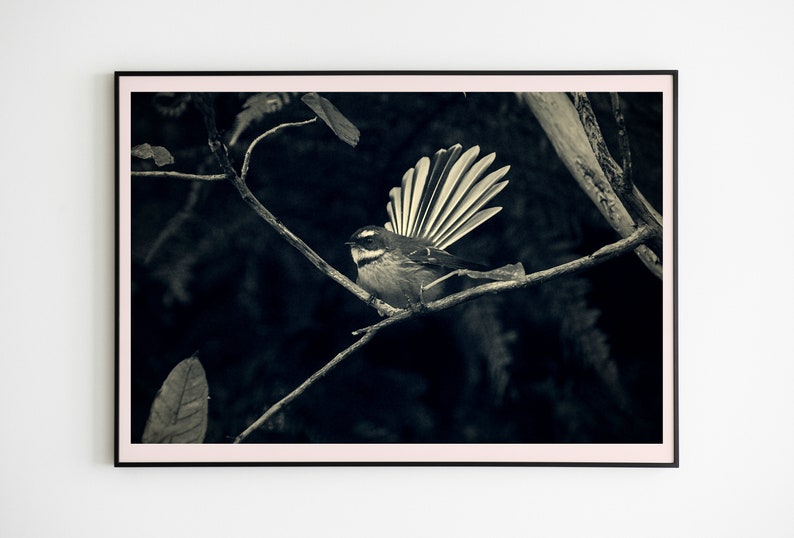 Black and White Bird Print NZ Photography NZ Fantail FramedCanvas Wall Art Printable Wall Art Home Decor Instant Digital Download