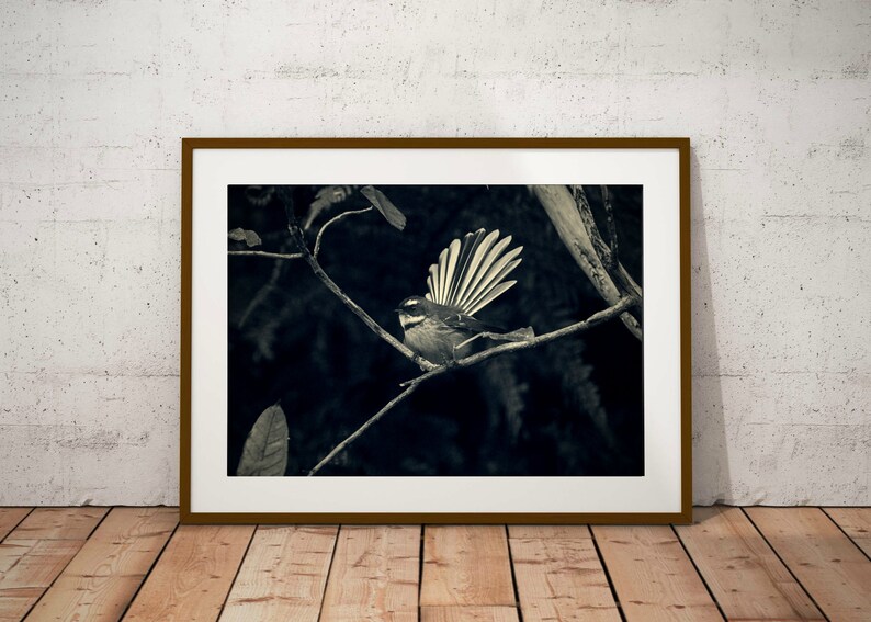 Black and White Bird Print NZ Photography NZ Fantail FramedCanvas Wall Art Printable Wall Art Home Decor Instant Digital Download