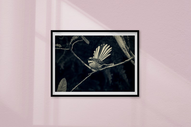 Black and White Bird Print NZ Photography NZ Fantail FramedCanvas Wall Art Printable Wall Art Home Decor Instant Digital Download