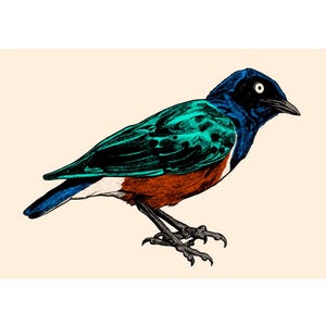Superb Starling