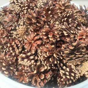 Pine Cones for Crafts and Wreaths  These Pine Cones are the Best   Washed and Ready for Crafting