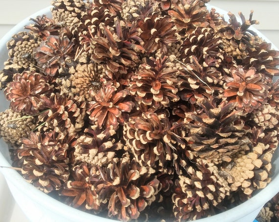 Pine Cones for Crafts and Wreaths These Pine Cones Are the Best Washed and  Ready for Crafting 