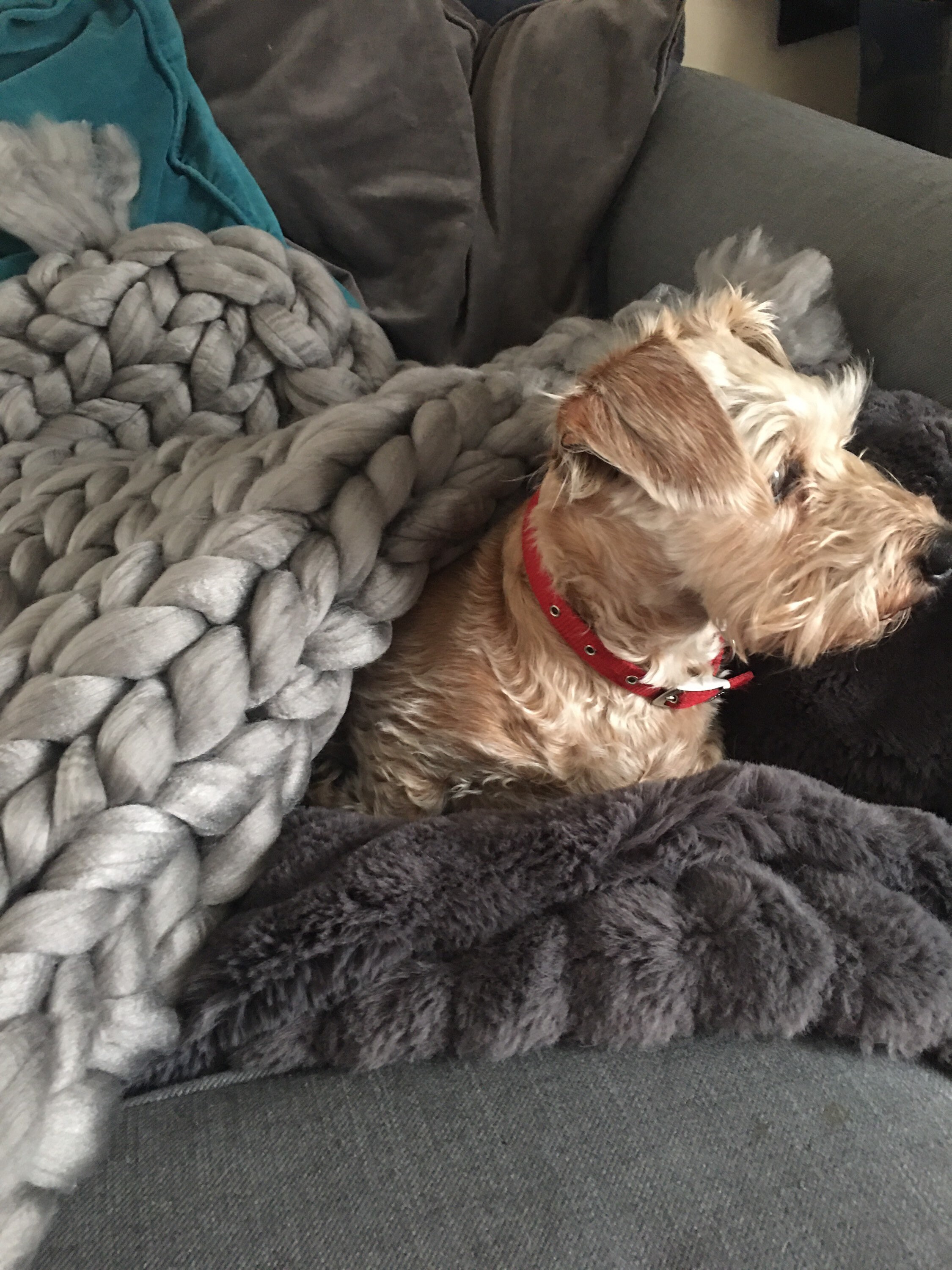 Chunky hand knitted dog bed/pet blanket in soft grey. Giant Etsy